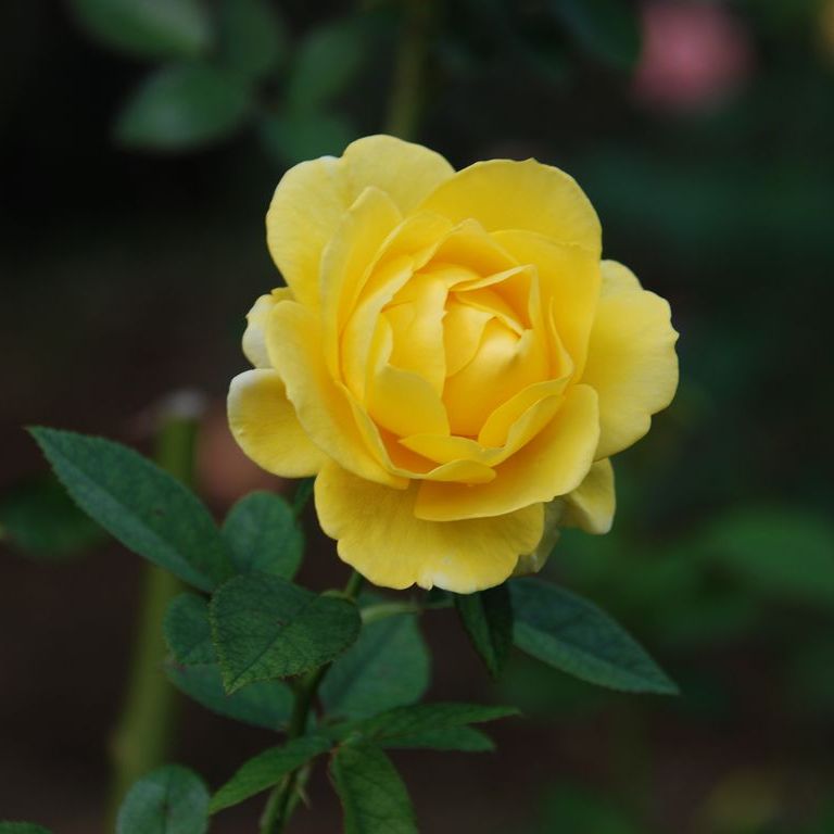 tssEAEoEo - ԁi10Bej - ʐ^f - ݃{