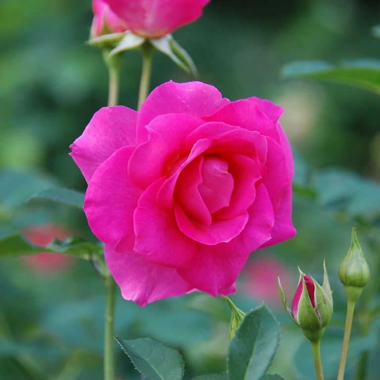 tssEAEoEo - ԁi10Bej - ʐ^f - ݃{