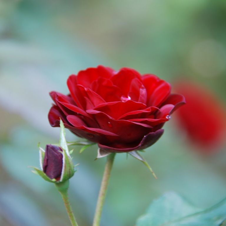 tssEAEoEo - ԁi10Bej - ʐ^f - ݃{