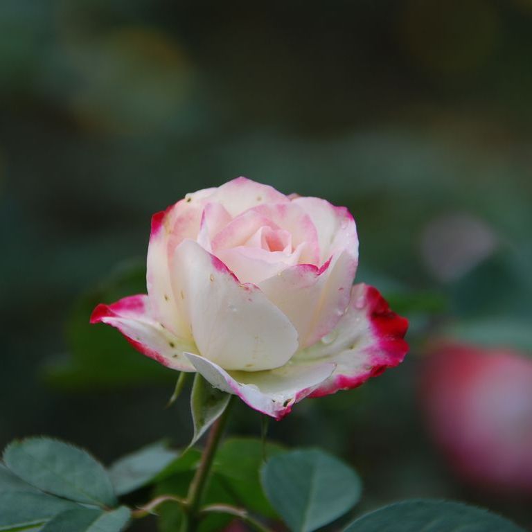 tssEAEoEo - ԁi10Bej - ʐ^f - ݃{