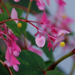ピンクの花