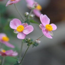 シュウメイキク