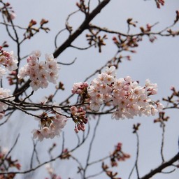 サクラ