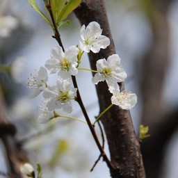 白い花