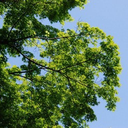 木