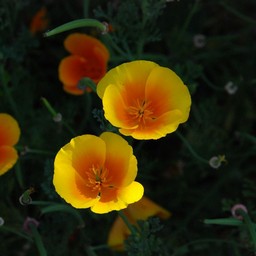 黄色い花