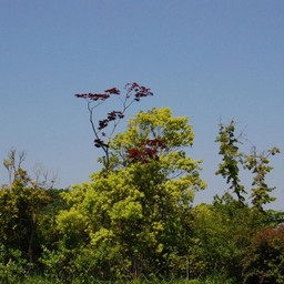 木