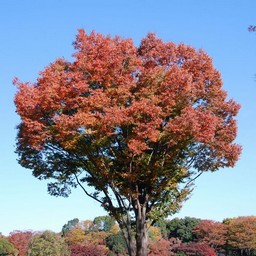 木