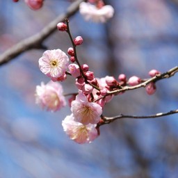 ウメ