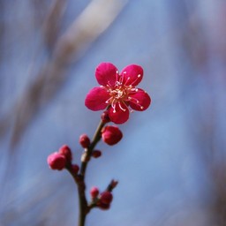 ウメ
