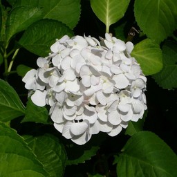 アジサイ