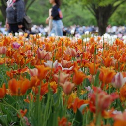 チューリップ