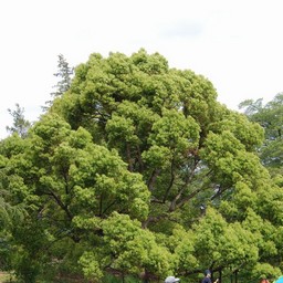木