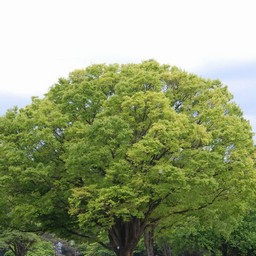 木