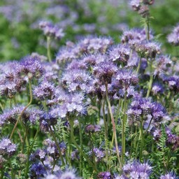 紫の花