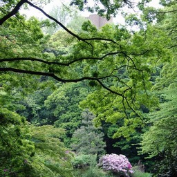 木