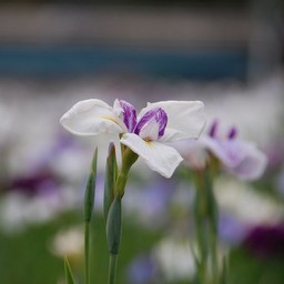 ショウブ