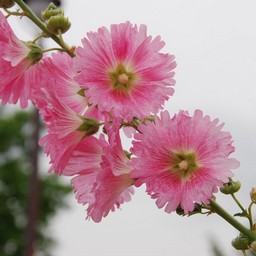 ピンクの花