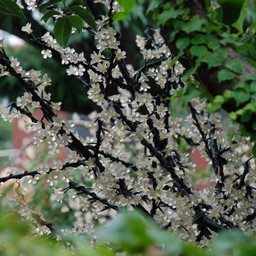 東京・浅草・花やしき