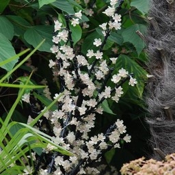 東京・浅草・花やしき