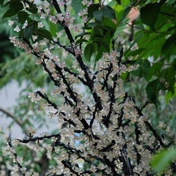 東京・浅草・花やしき