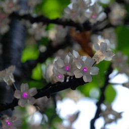 東京・浅草・花やしき