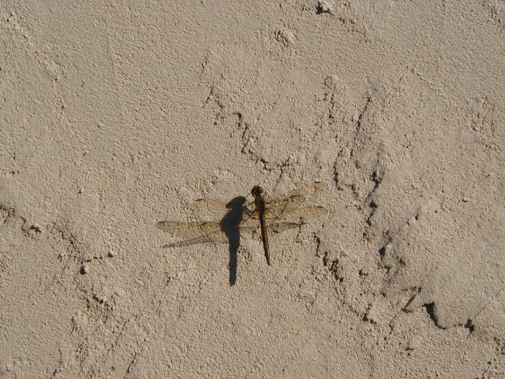ʌzJsEƂ - HʁEǖ - ʐ^f - ݃{