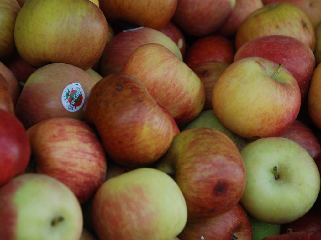 VK|[̃gECfBA̓Xɕł - H - ʐ^f - ݃{