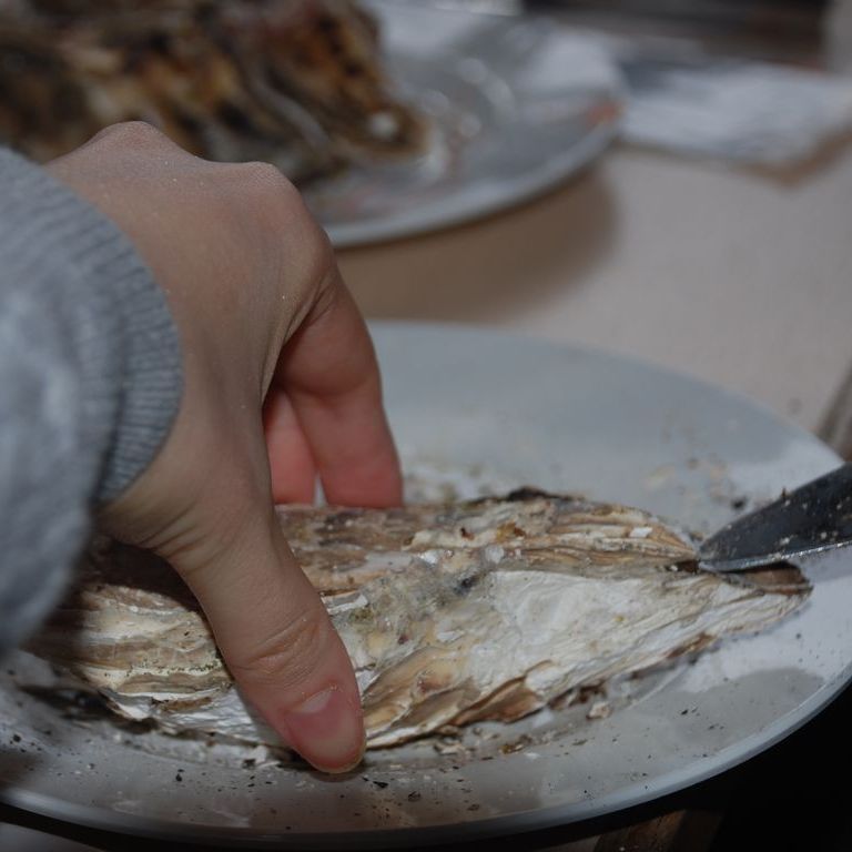 txÎsEl - H - ʐ^f - ݃{