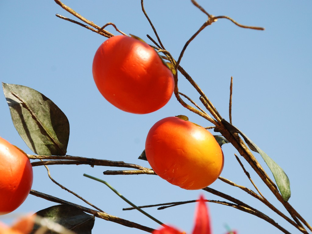 sEƂʂnE` - ̑ - ʐ^f - ݃{