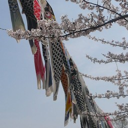 鯉のぼり