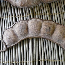 大きな豆