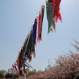 鯉のぼり