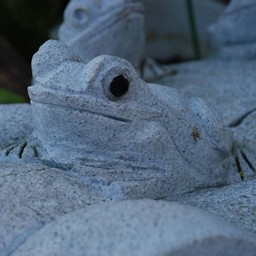 蛙
