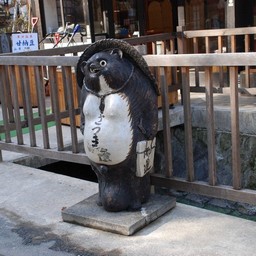 狸