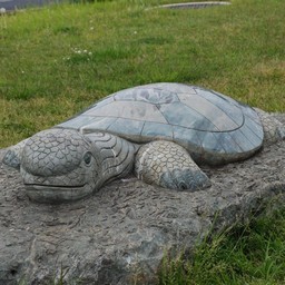 カメ