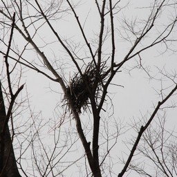 鳥の巣