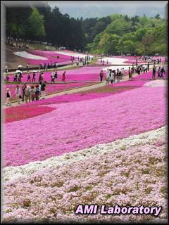 羊山公園・芝桜の丘