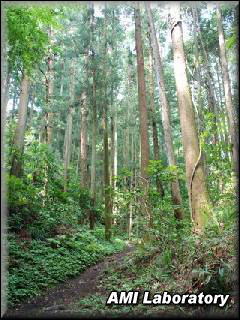 青梅市・多摩川