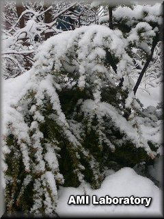 北海道・雪景色
