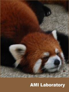 レッサーパンダ