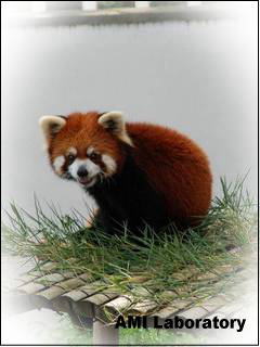 レッサーパンダ