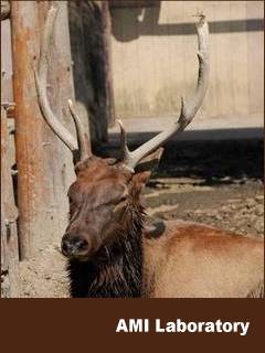 ワピチ