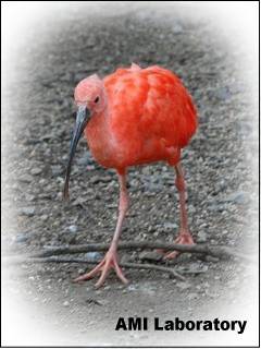 ショウジョウトキ