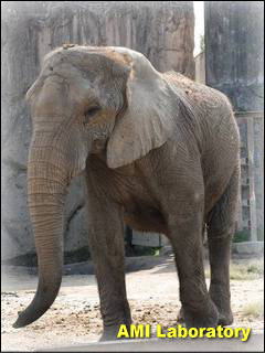 アフリカゾウ