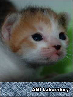子猫・シー