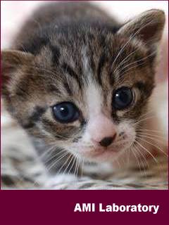 子猫・ミー