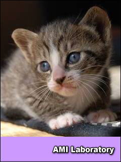 子猫・ミー