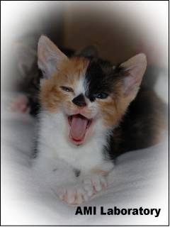 子猫・ラム