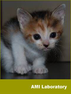子猫・シー